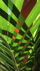 Bird of Paradise Through Palm Leaves