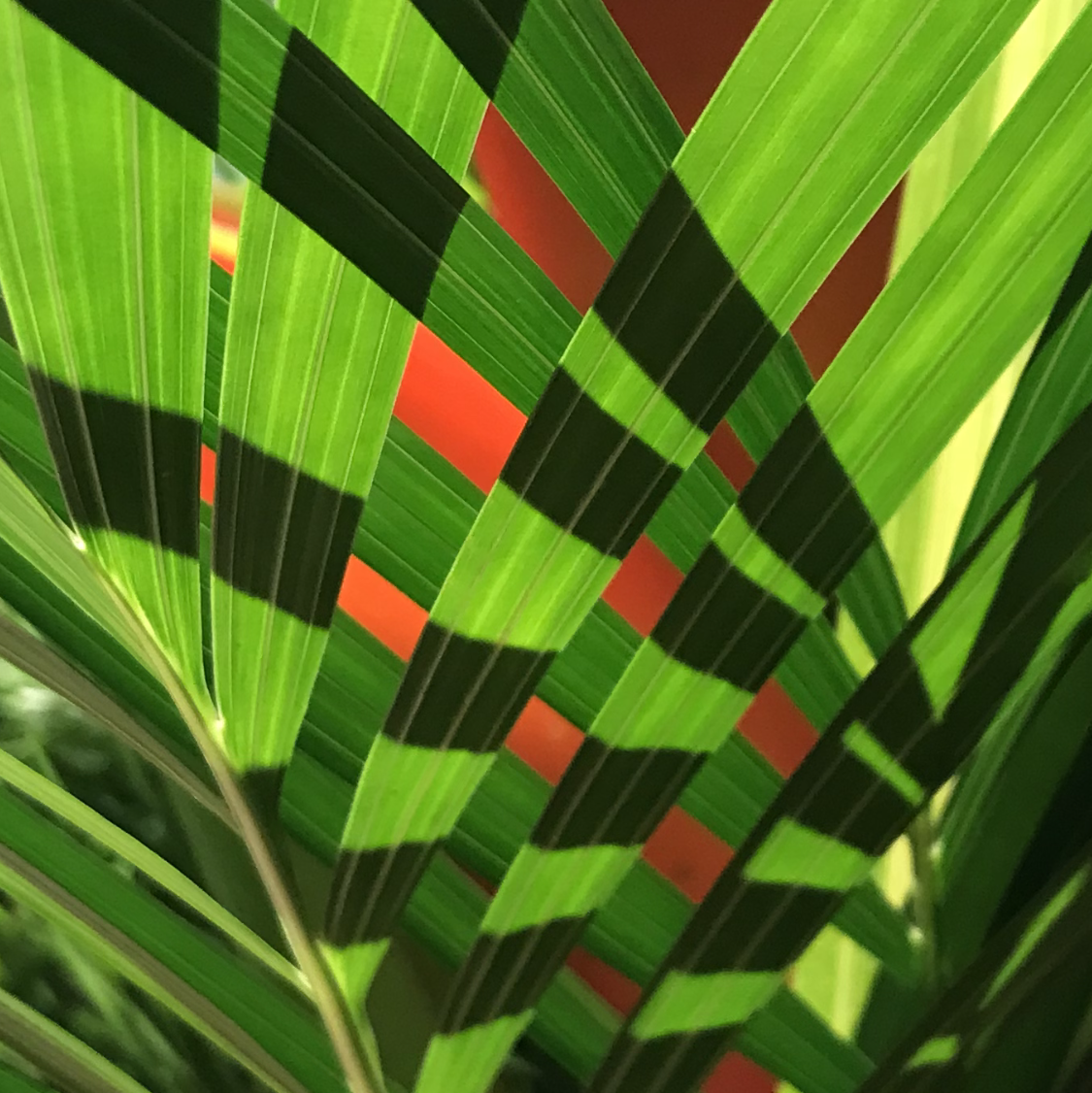Bird of Paradise Through Palm Leaves